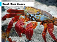 Beach Crab Jigsaw image